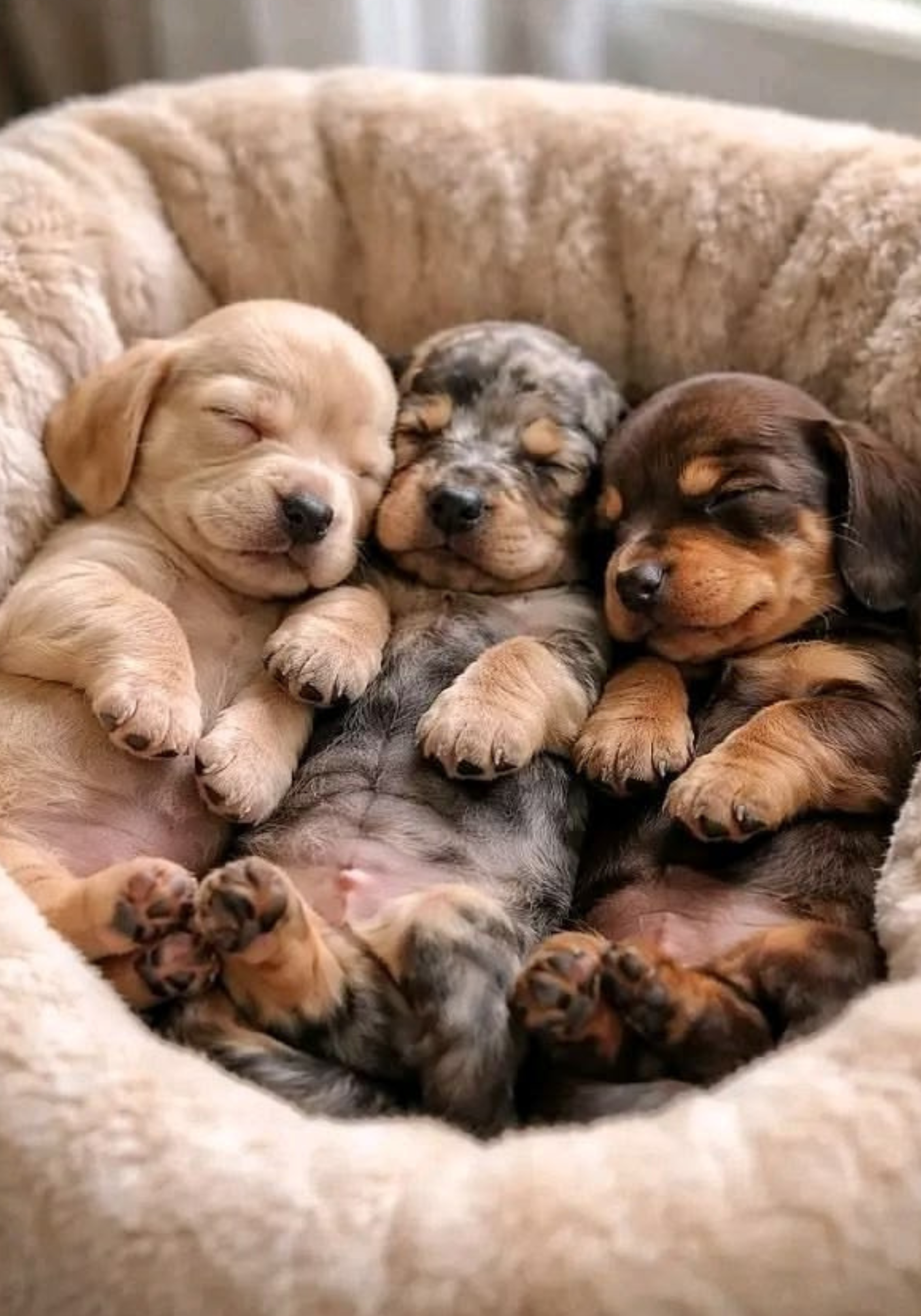 Sleepy Puppies Notebook Sticker Covers