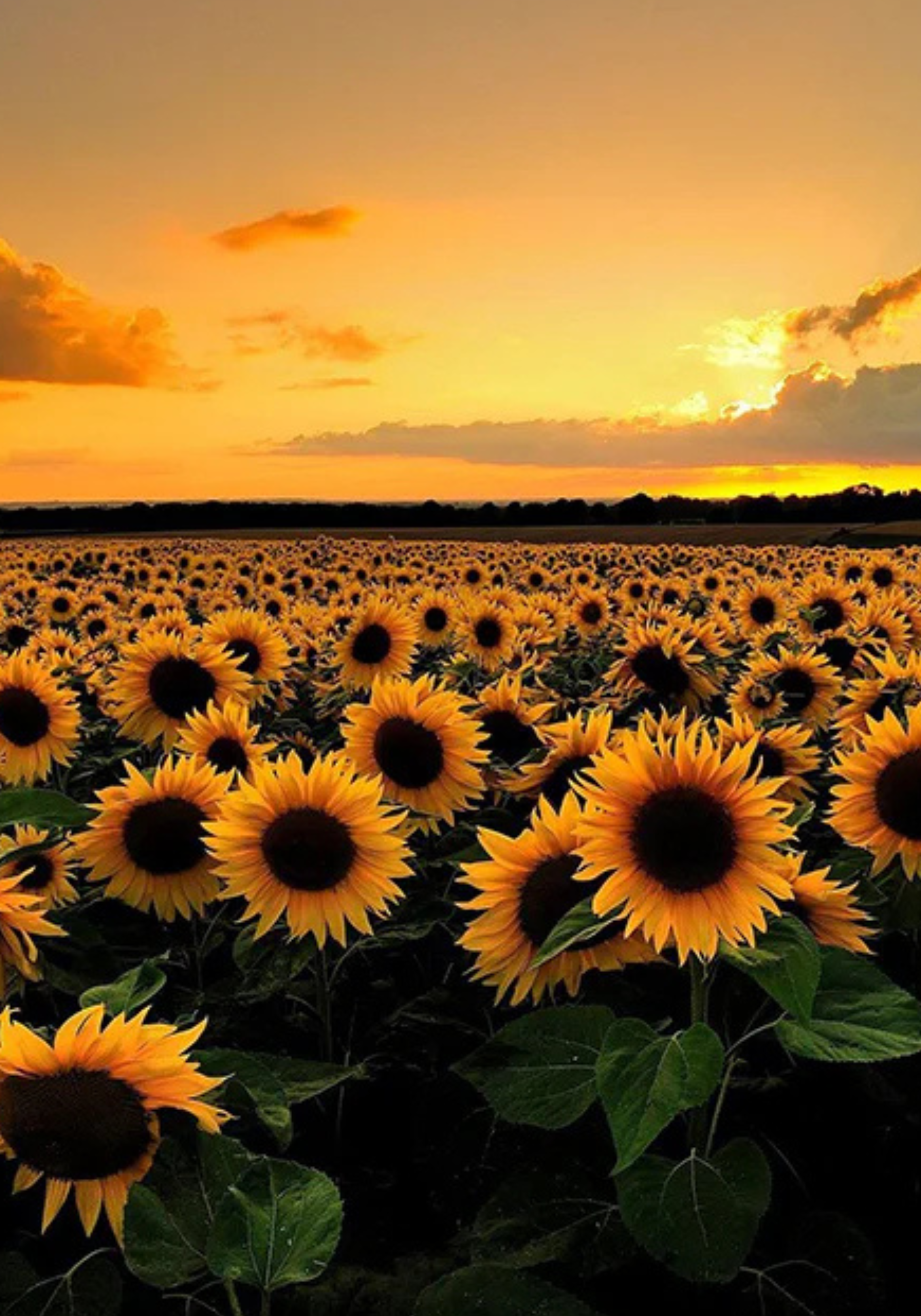 Composition Notebook  SUNFLOWER